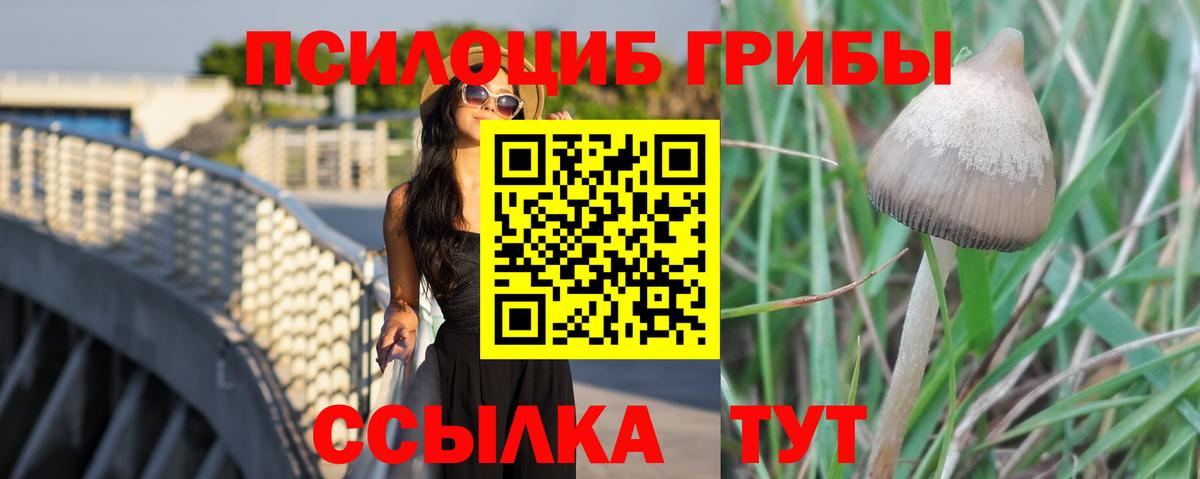 Псилоцибиновые грибы Psilocybe Чапаевск